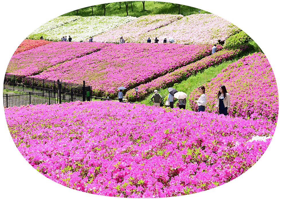 あつぎつつじの丘公園