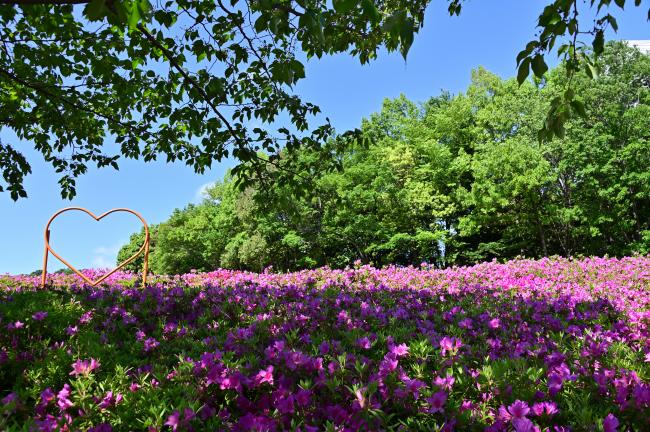 あつぎつつじの丘公園のツツジの写真