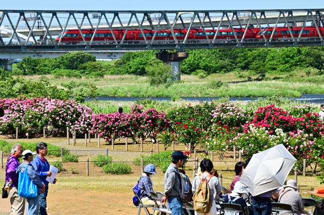 相模川ローズガーデンフェスティバルの写真