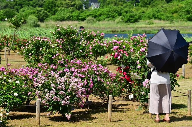 相模川ローズガーデンのバラの写真