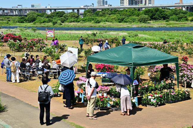 相模川ローズガーデンフェスティバルの写真