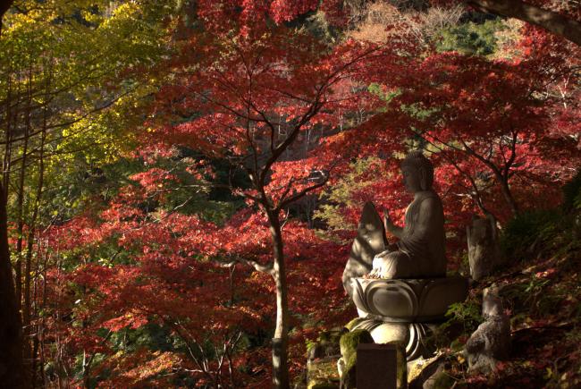 大山の紅葉の写真