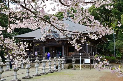 飯山観音長谷寺のサクラの写真