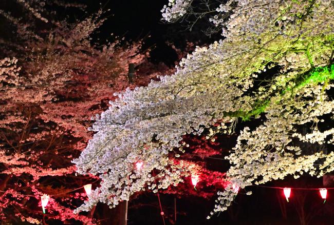 桜のライトアップの写真