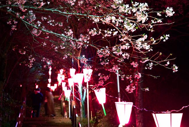 桜のライトアップの写真