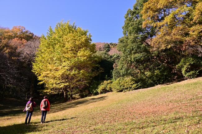 飯山白山森林公園イチョウの紅葉の写真