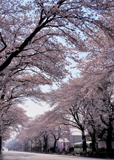 はだの桜みちの写真