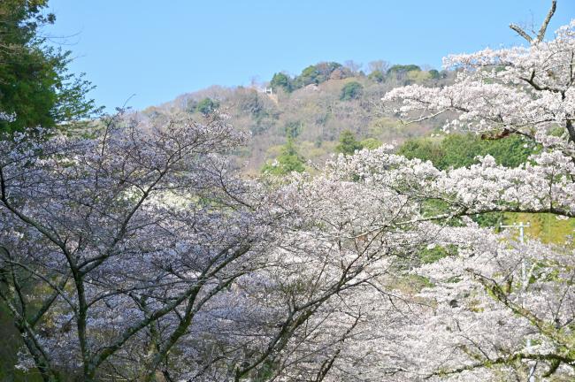 飯山の桜の写真