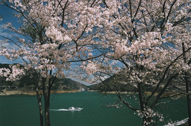 宮ヶ瀬湖畔園地の桜の写真