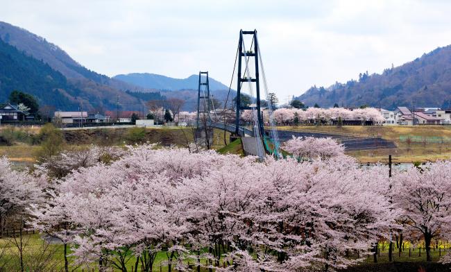 宮ヶ瀬湖畔園地の桜の写真