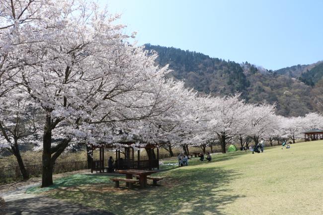 県立あいかわ公園の桜の写真