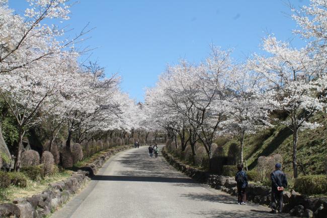 県立あいかわ公園の桜の写真