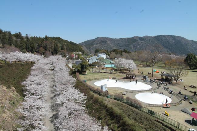 県立あいかわ公園の桜の写真