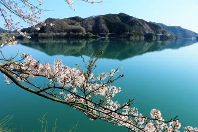 宮ヶ瀬湖の桜の写真