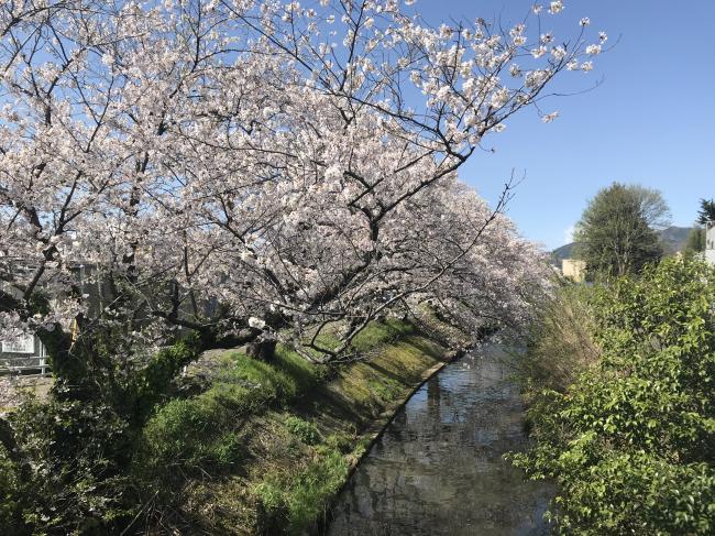 大慈寺の桜の写真