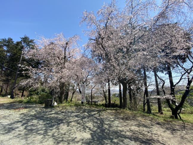 三嶋神社の桜の写真