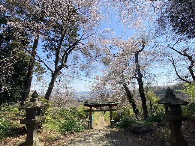 三嶋神社の桜の写真