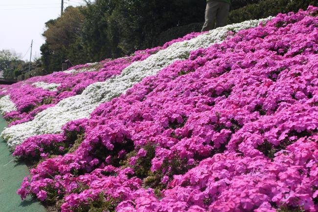 芝桜の写真