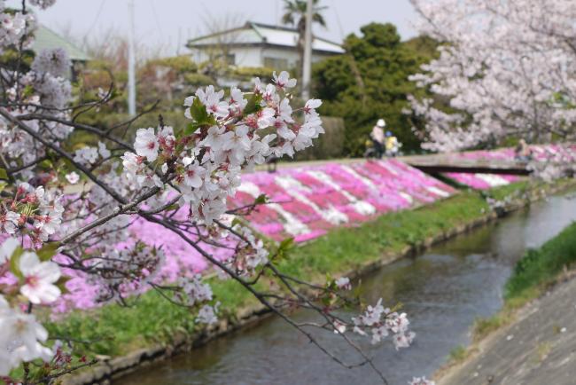 芝桜の写真