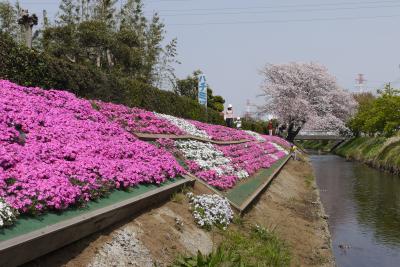 芝桜の写真