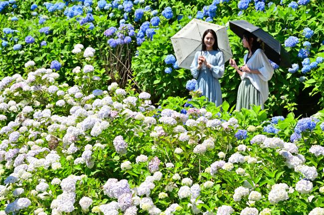 宮ヶ瀬湖畔園地のアジサイの写真