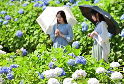 宮ヶ瀬湖畔園地のアジサイの写真