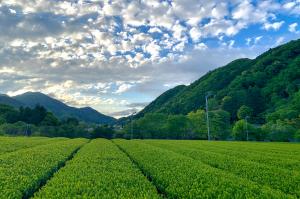 清川茶の茶畑の写真