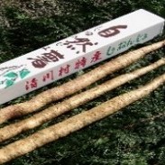 清川の自然薯の写真