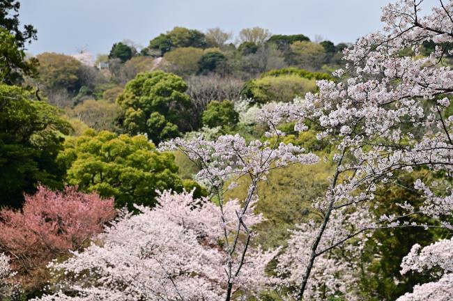 飯山白山森林公園のサクラの写真
