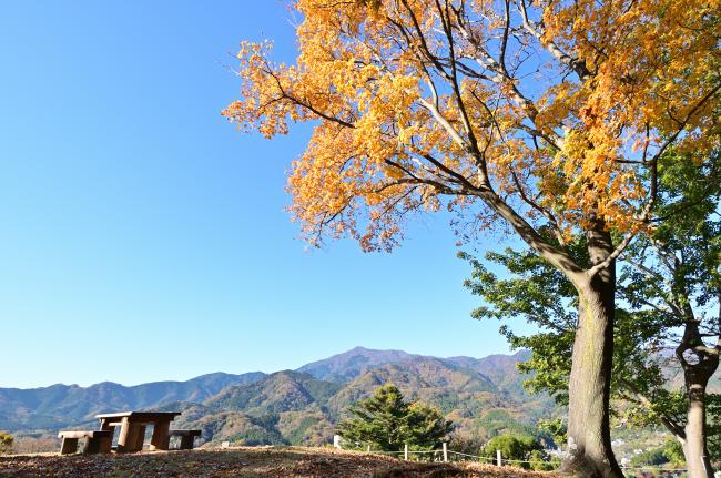 ななさわの丘の紅葉の写真