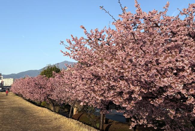 小鮎川沿いのカワヅザクラの写真