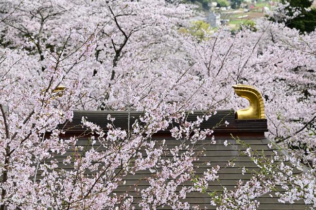 飯山観音長谷寺のサクラの写真