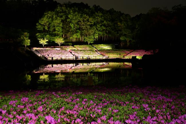 ツツジライトアップ-1