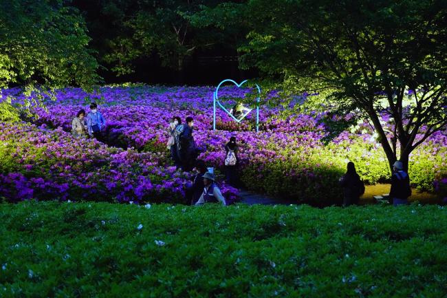 ツツジライトアップ-2