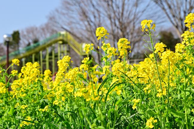 荻野運動公園の菜の花の写真