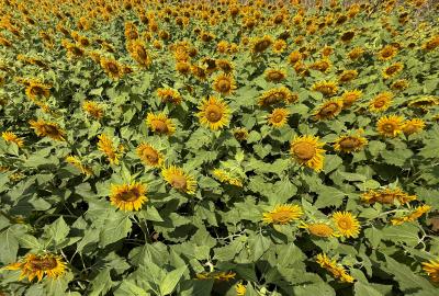 岡津古久のヒマワリの写真