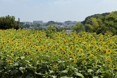 岡津古久のヒマワリの写真