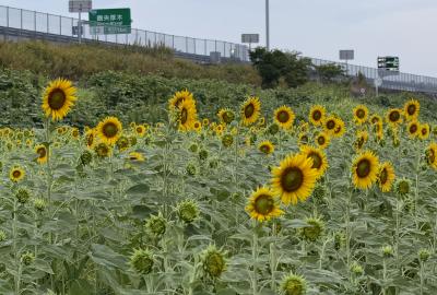 フラワーパーク下依知のヒマワリの写真