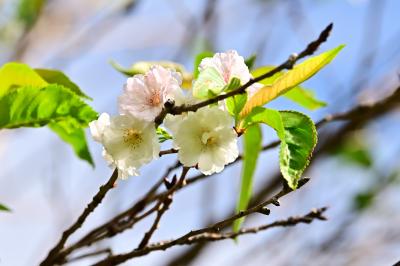 ジュウガツザクラの写真