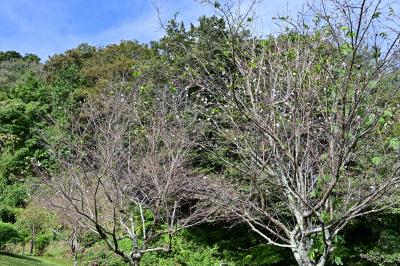 ジュウガツザクラの写真