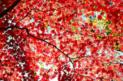紅葉