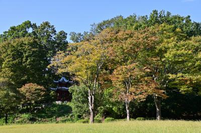 若宮公園の紅葉