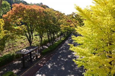若宮公園周辺の紅葉