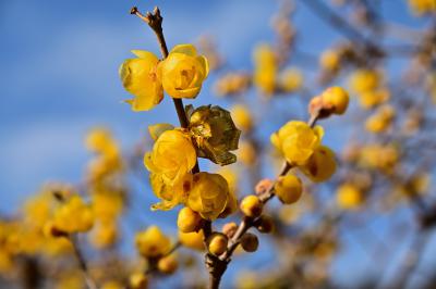 ロウバイの丘のロウバイの写真