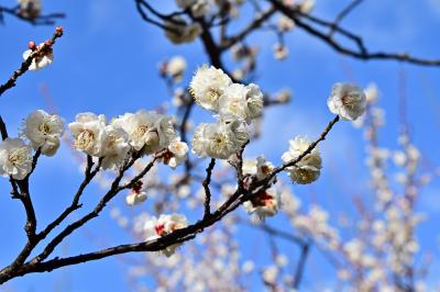 若宮公園のウメの写真