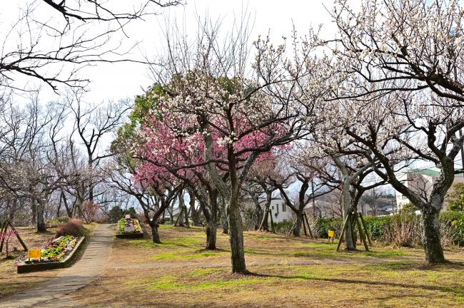 若宮公園のウメの写真