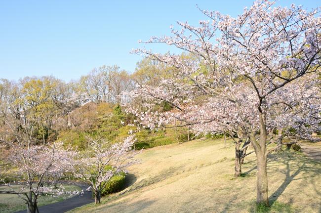 若宮公園の写真