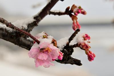 カワヅザクラの写真