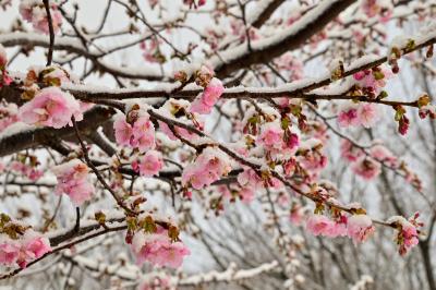 カワヅザクラの写真