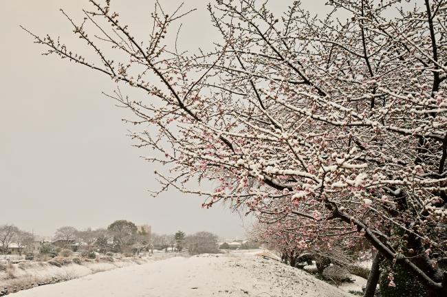 カワヅザクラの写真